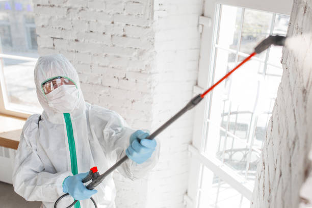 Professional Mold Removal in Houston, PA